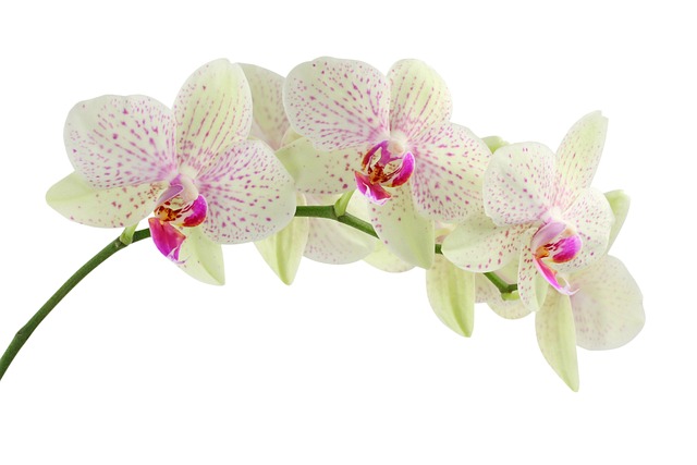 kvetoucí orchidej